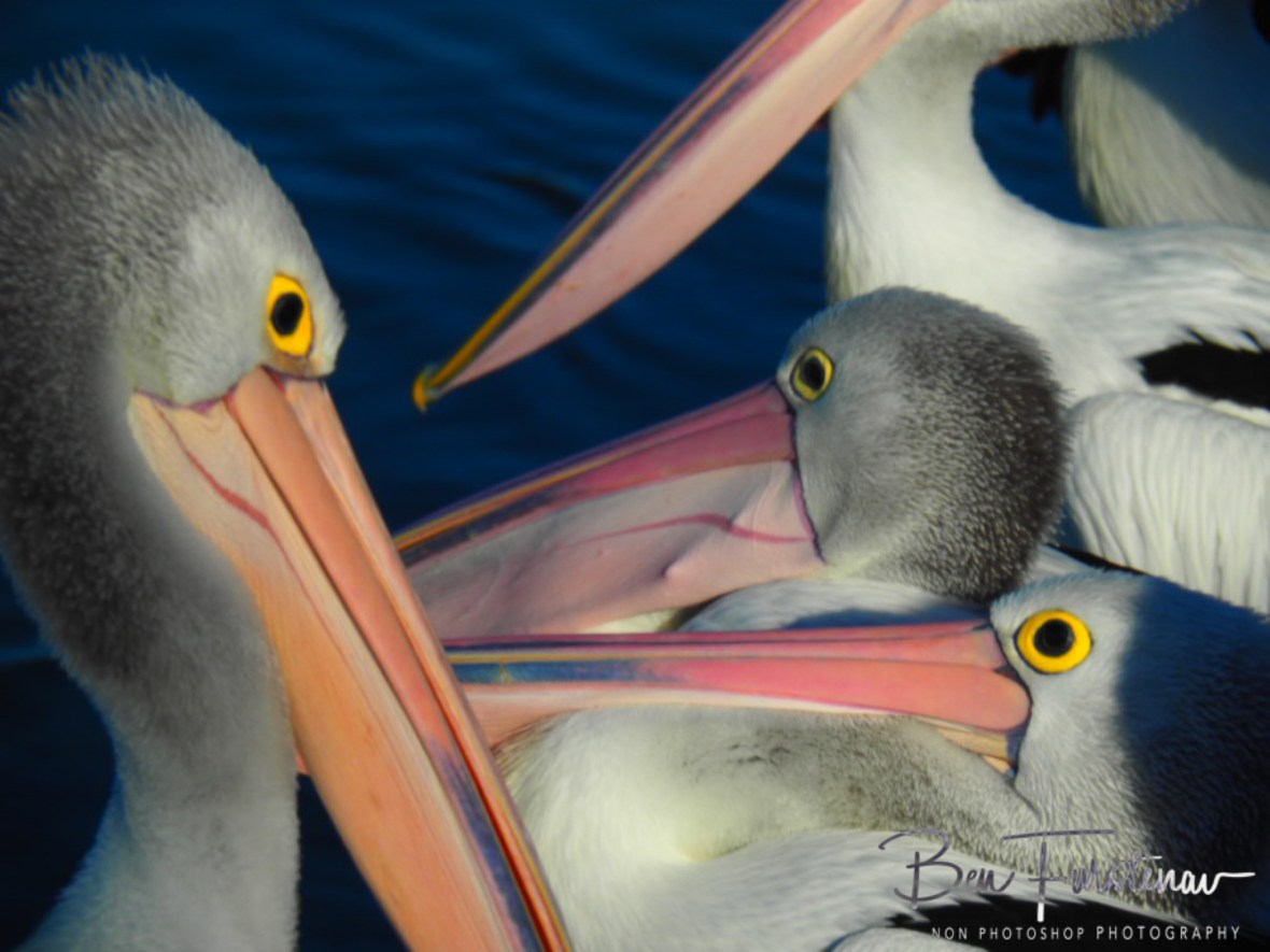 Mingled @ The Entrance, Central Coast, New South Wales, Australia