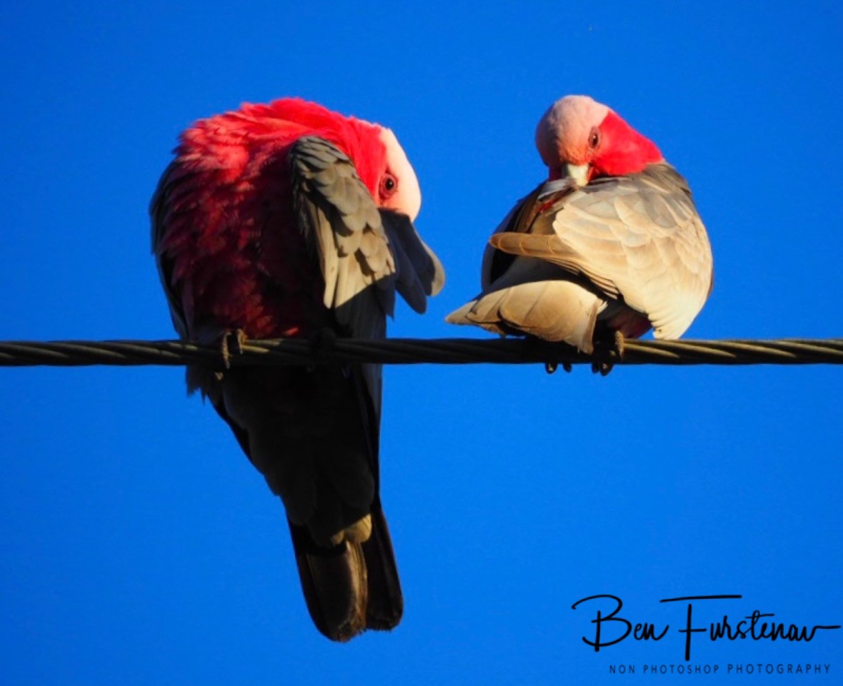 Cleaning procedures @ Woolgoolga, Northern New South Wales, Australia