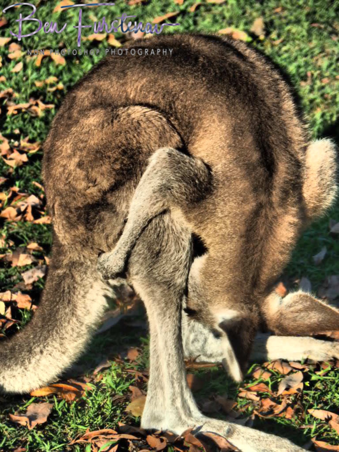 I know you’re in there! @ Woody Head, Northern New South Wales, Australia