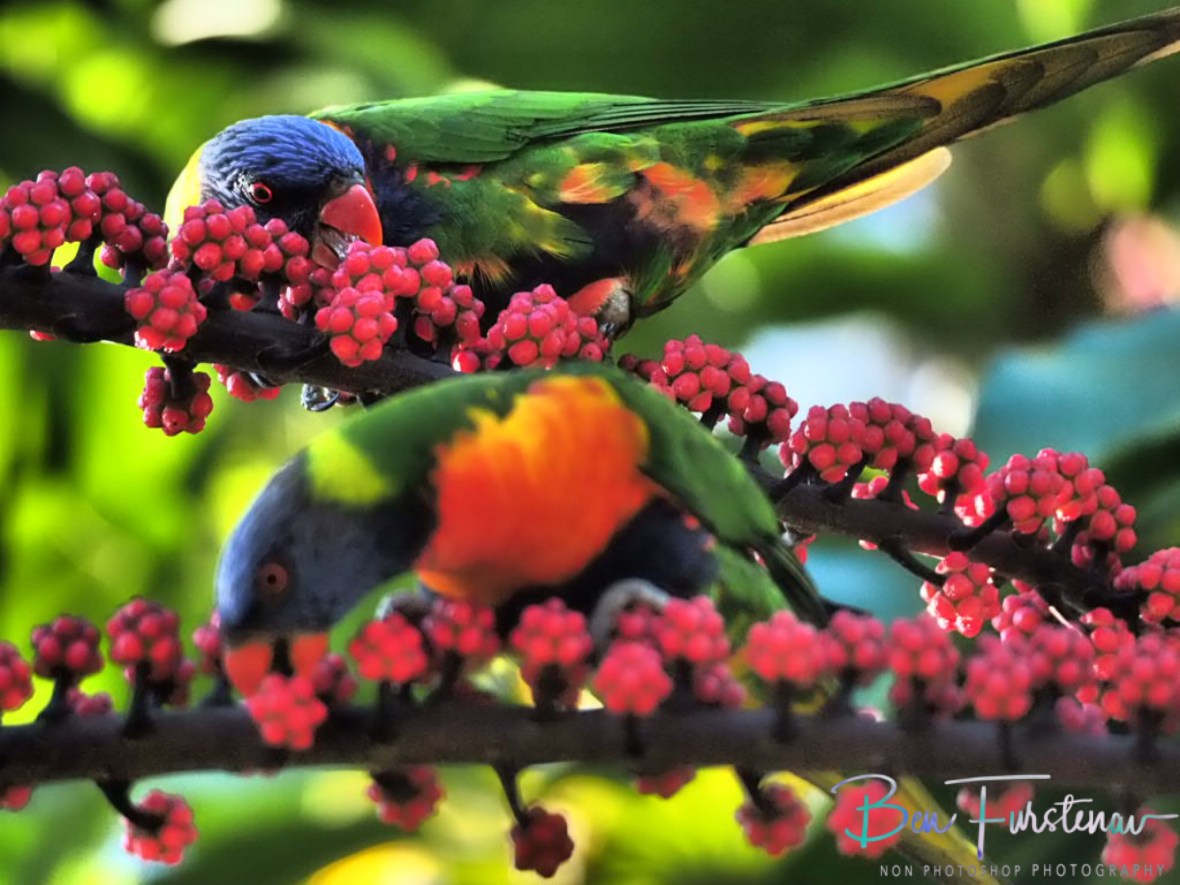 Photography play with aperture @ Lismore, Northern New South Wales, Australia