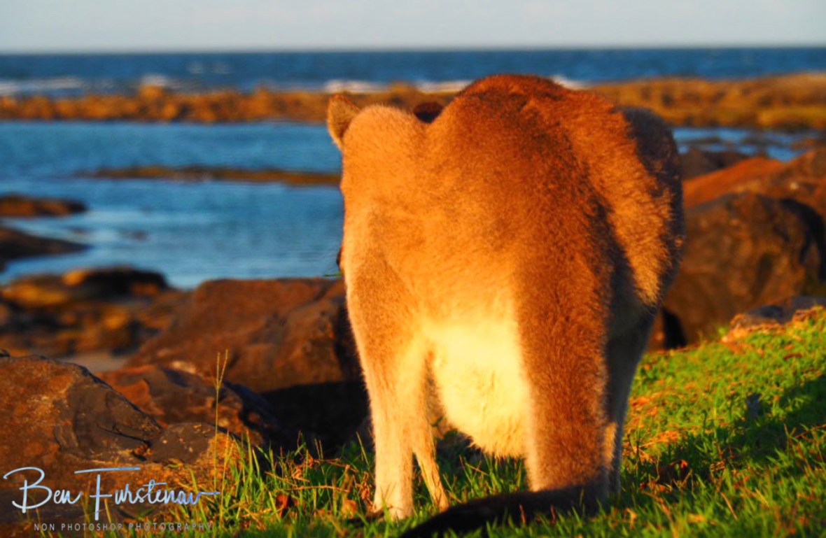 Taking it in @ Woody Head, Northern New South Wales, Australia