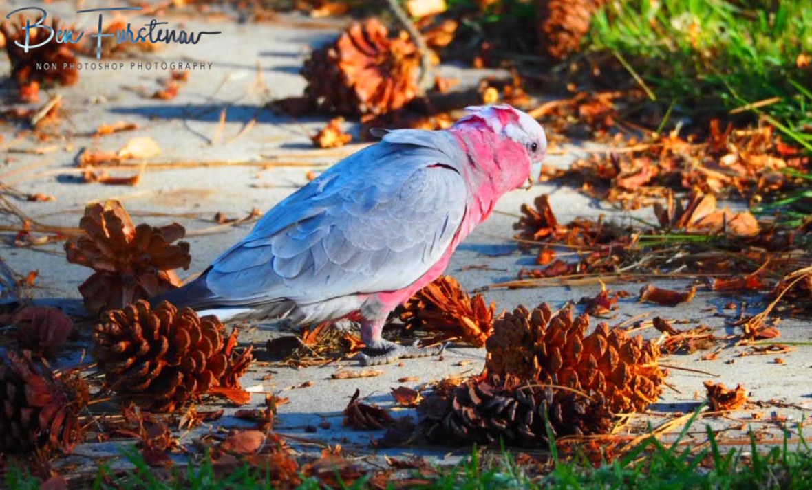 Pine cone banquet @ Evans Head, Northern New South Wales, Australia