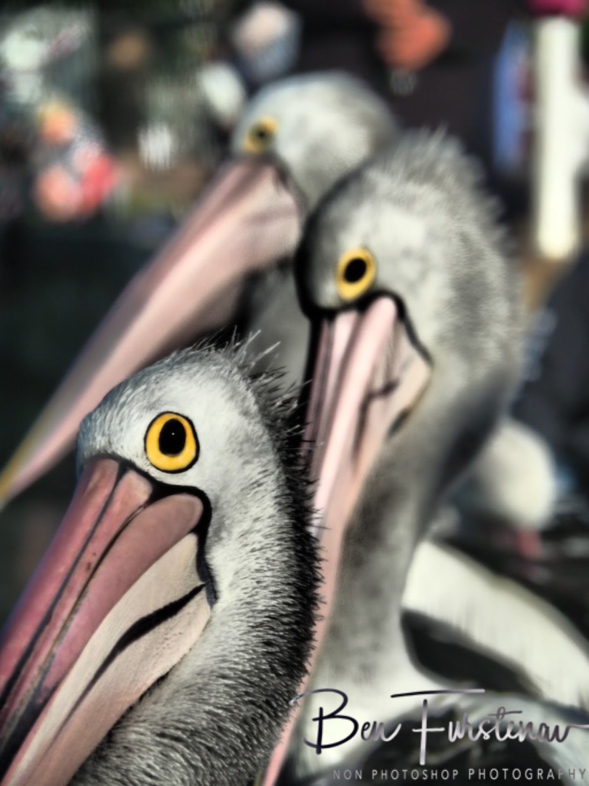 What was that? @ The Entrance, Central Coast, New South Wales, Australia