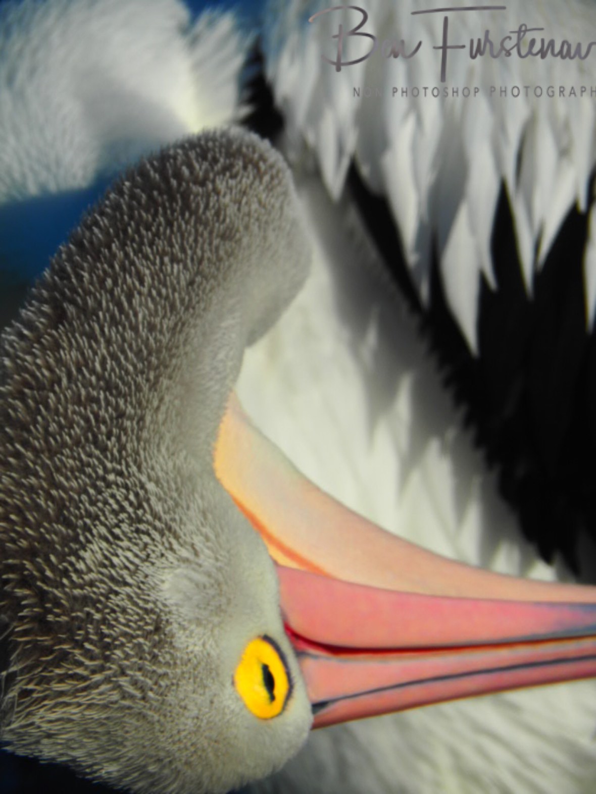 Neck shuffle @ The Entrance, Central Coast, New South Wales, Australia