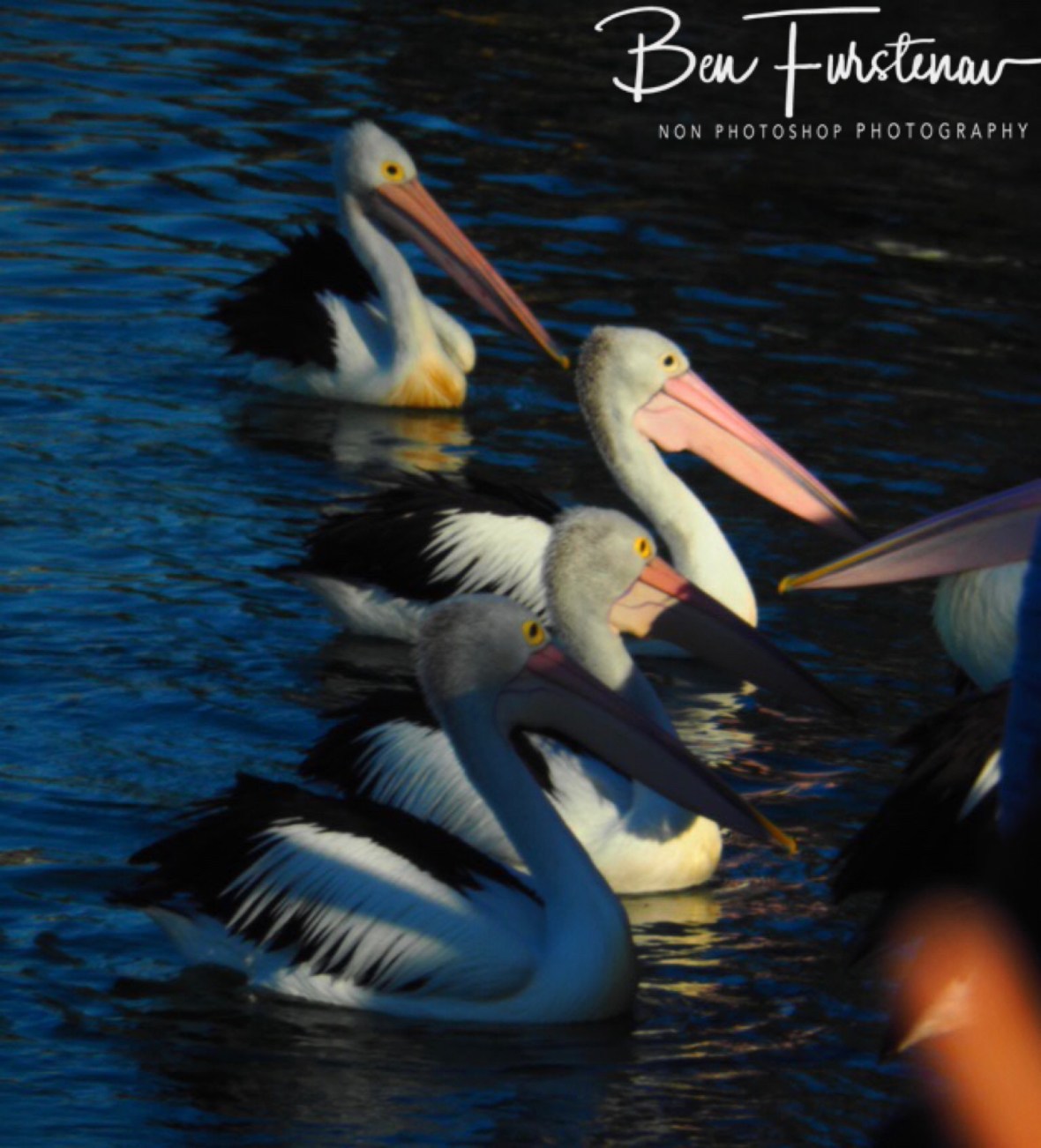 Corvid mingle @ The Entrance, Central Coast, New South Wales, Australia