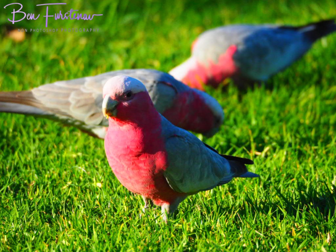 Watchful eyes @ Woolgoolga, Northern New South Wales, Australia