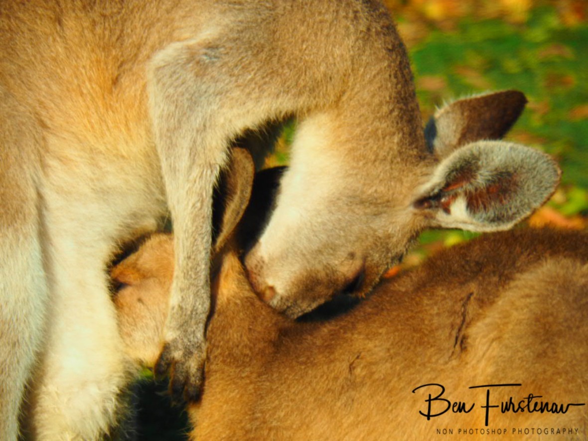 Sharing and caring @ Woody Head, Northern New South Wales, Australia