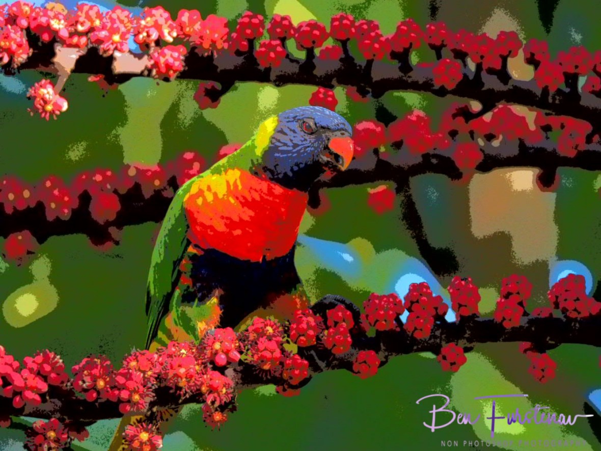 Grumpy bird @ Lismore, Northern New South Wales, Australia