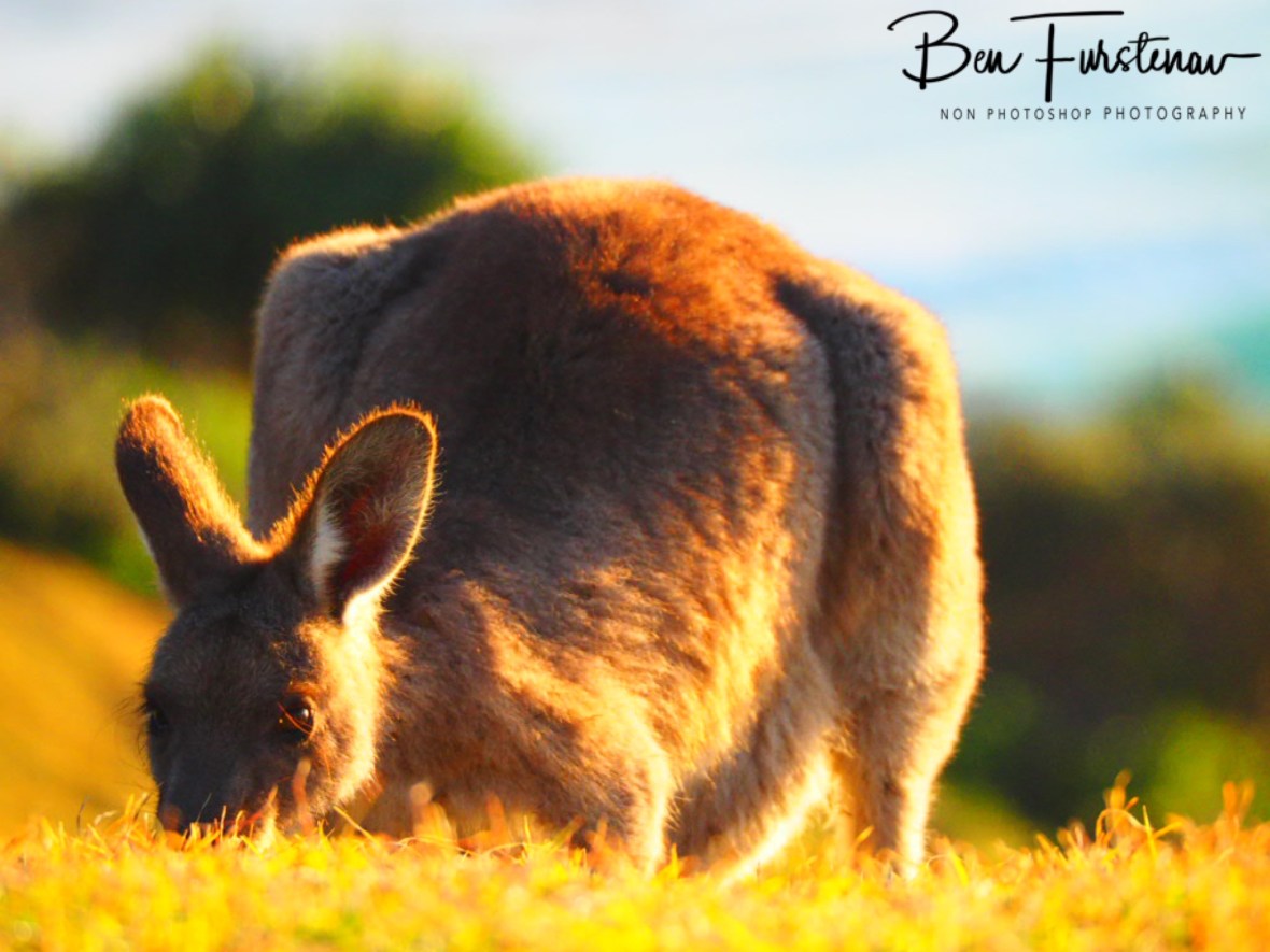Grazing at Kemp’s Corner @ Hat Head National Park, Northern New South Wales, Australia