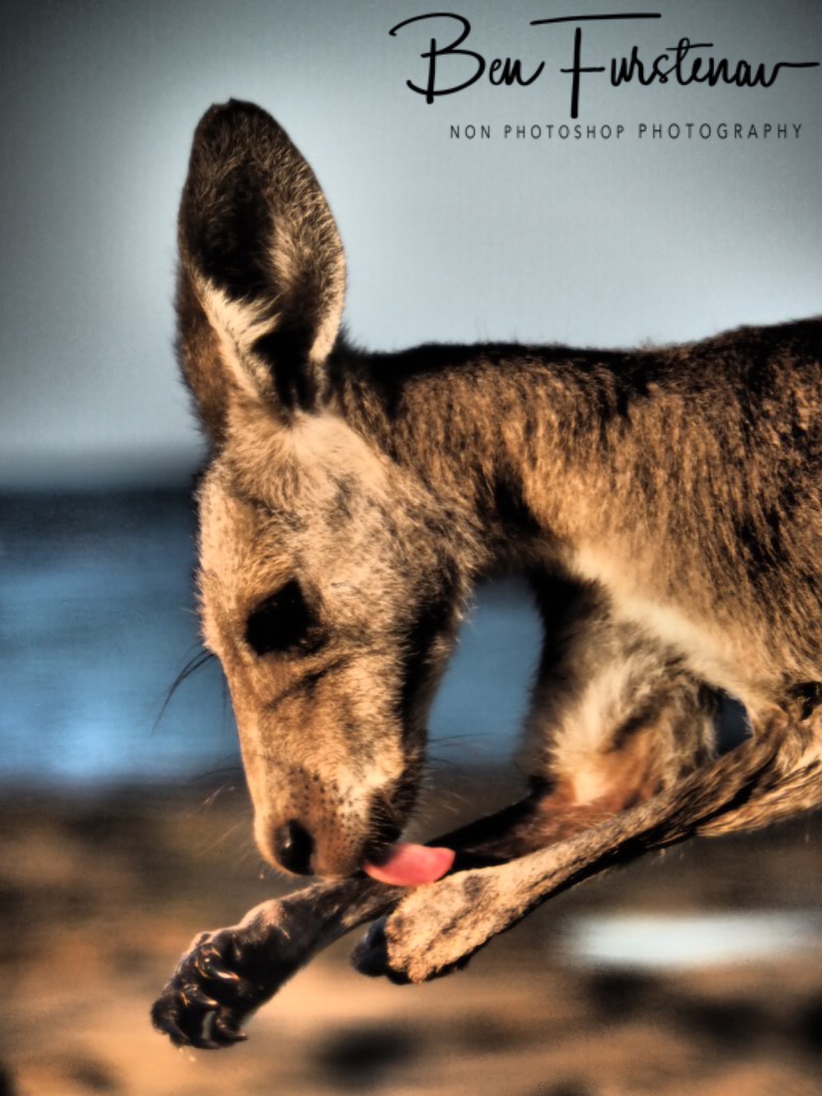 Paw licking @ Woody Head, Northern New South Wales, Australia