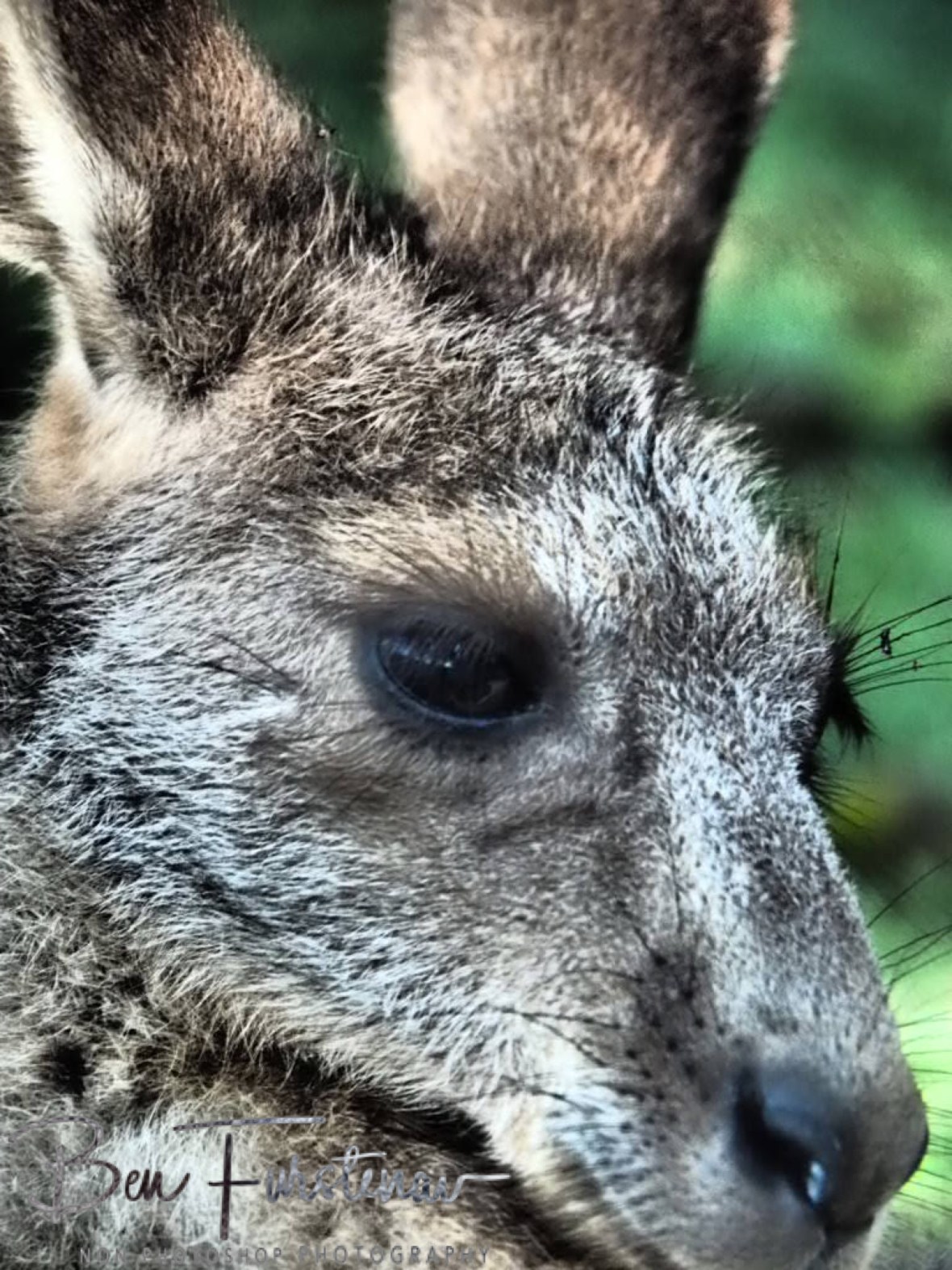 Close-up @ Woody Head, Northern New South Wales, Australia