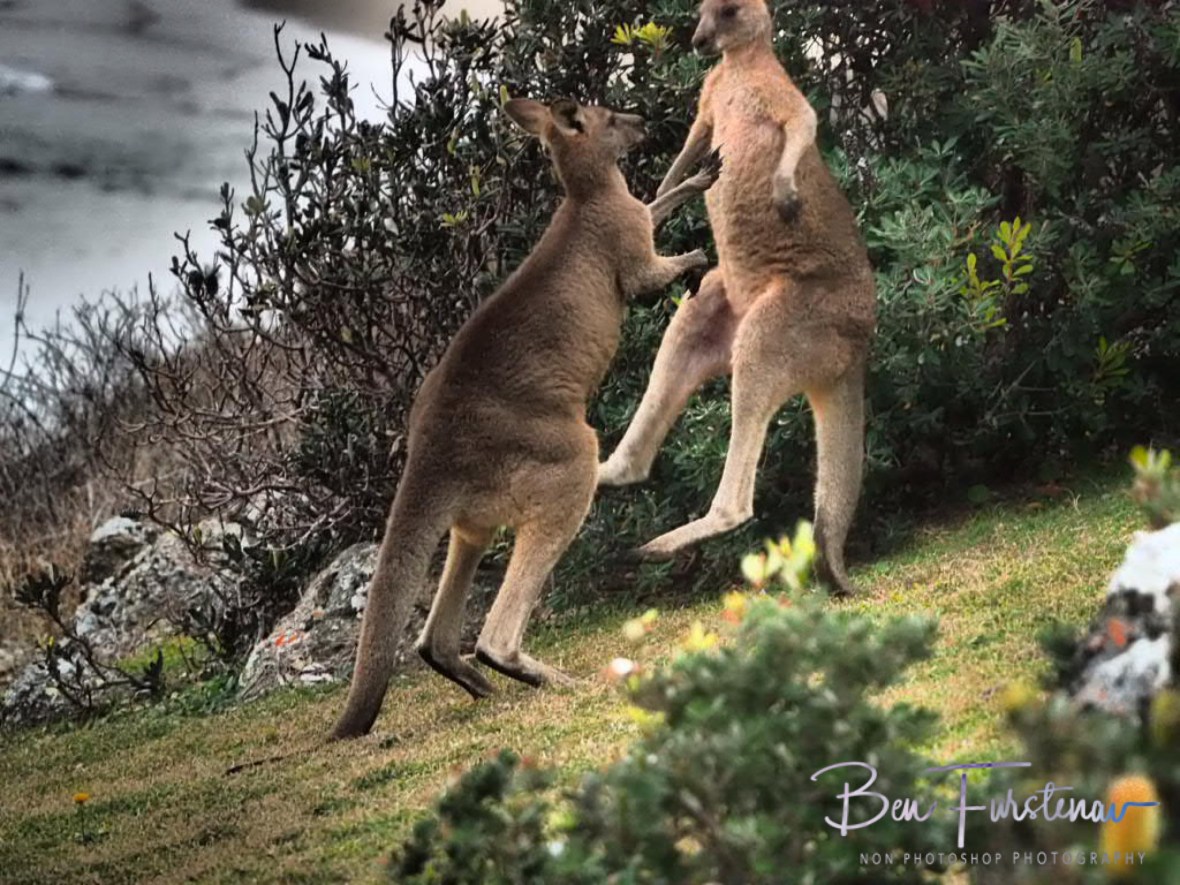 A serious bounce @ Hat Head National Park, Northern New South Wales, Australia