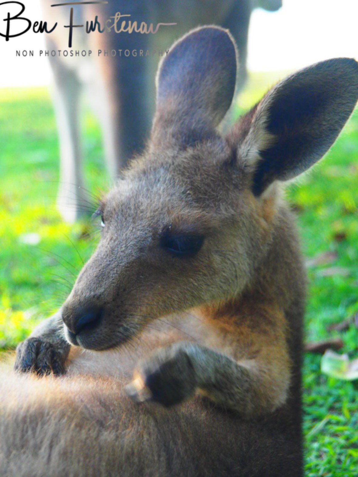 It’s there somewhere @ Woody Head, Northern New South Wales, Australia
