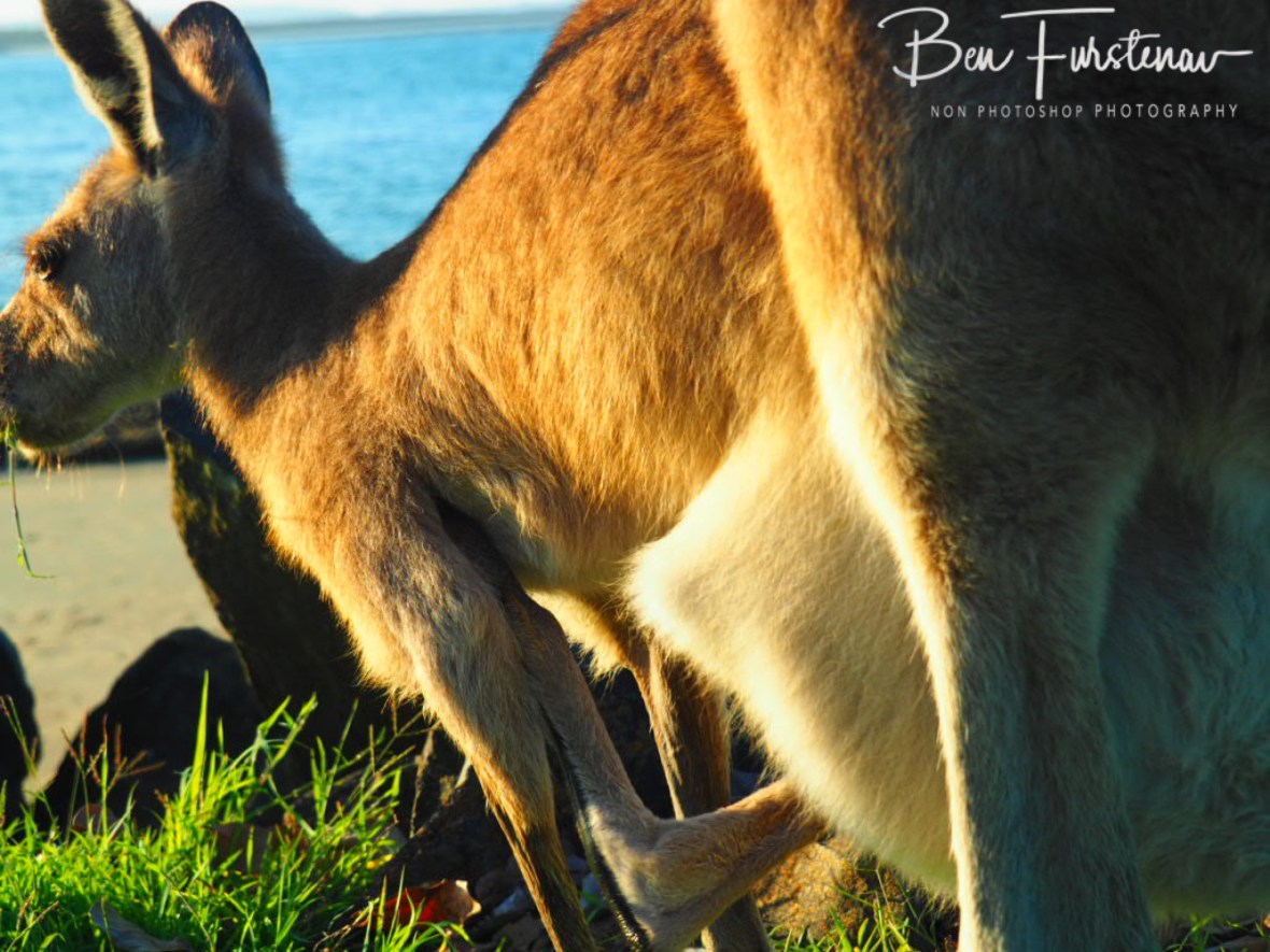 Close encounters @ Woody Head, Northern New South Wales, Australia