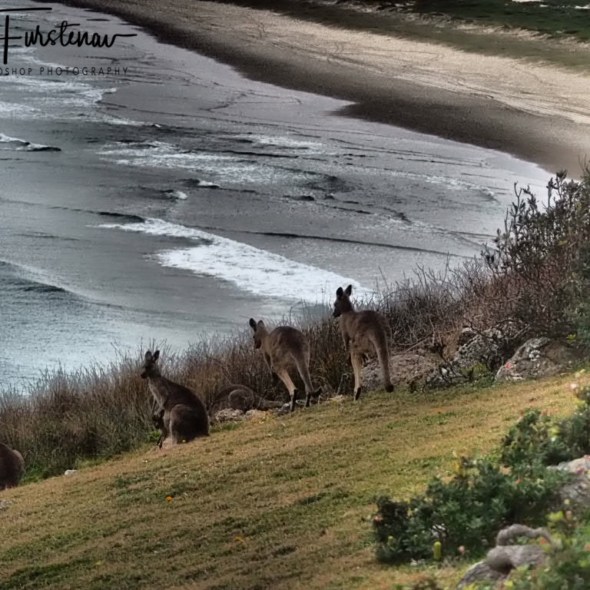 A territory worth fighting for @ Hat Head National Park, Northern New South Wales, Australia