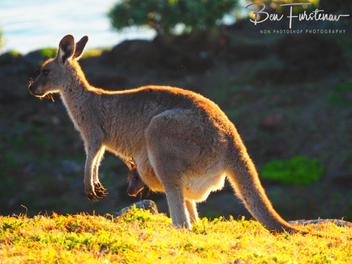 Big and small business as usual at Kemp’s Corner @ Hat Head National Park, Northern New South Wales, Australia