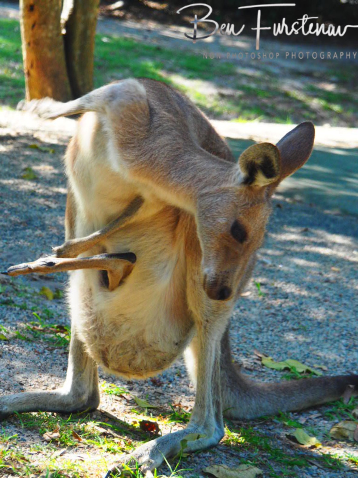 Scrumptious scratch @ Woody Head, Northern New South Wales, Australia