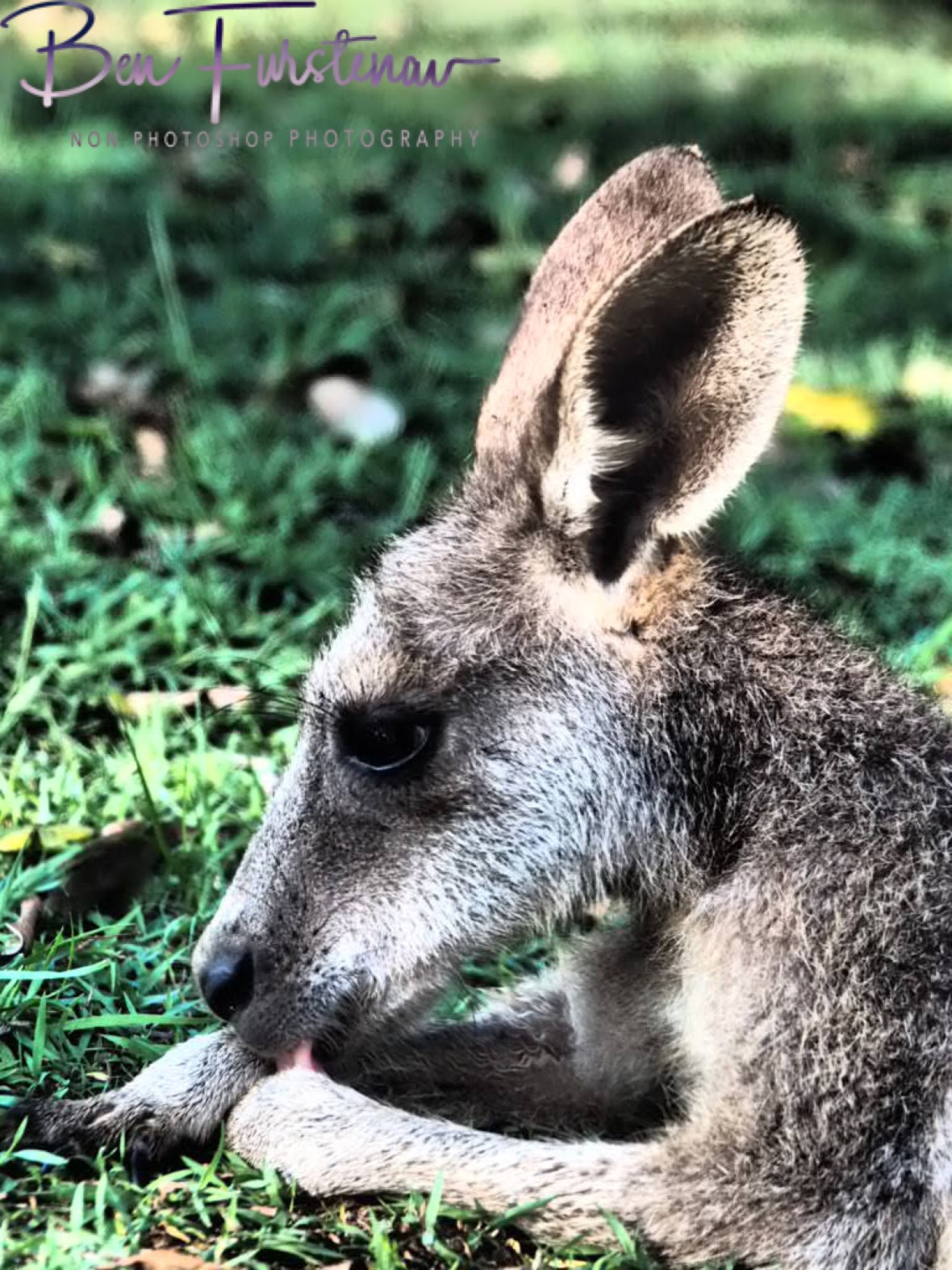 Paw licking @ Woody Head, Northern New South Wales, Australia