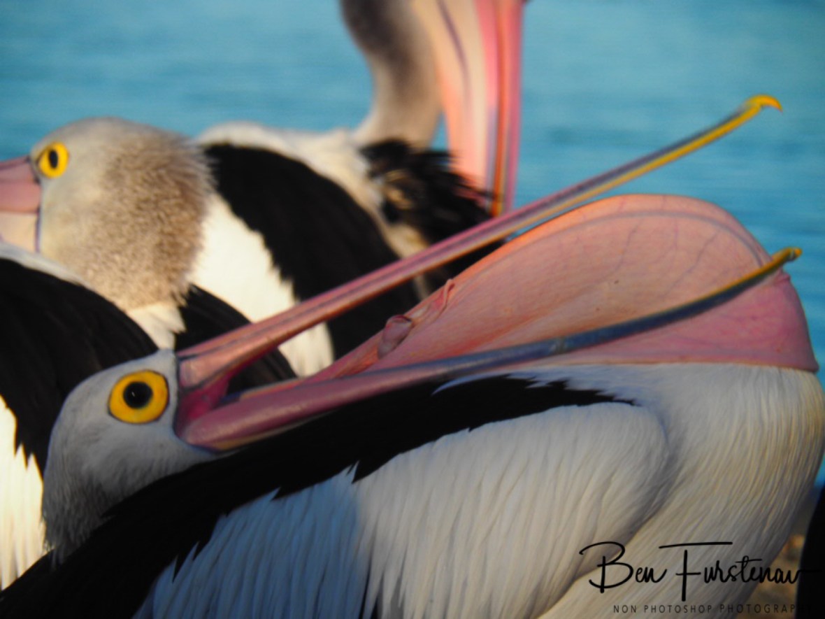 Perfect neck length @ The Entrance, Central Coast, New South Wales, Australia