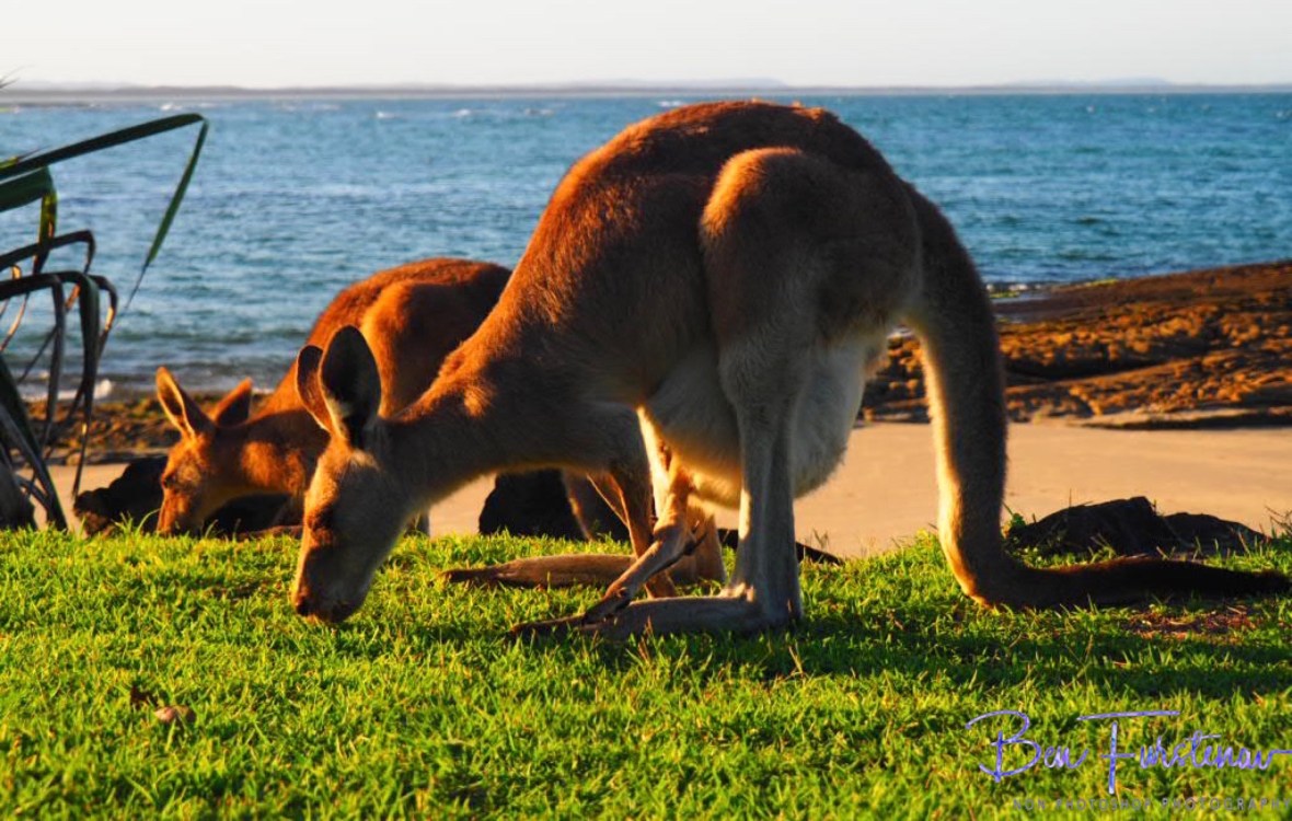 Graze lands @ Woody Head, Northern New South Wales, Australia