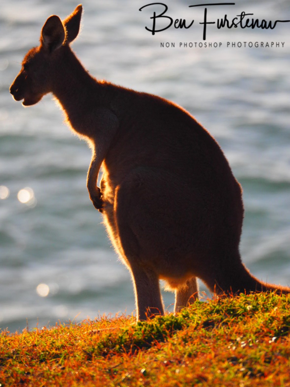 Scratch that itch at Kemp’s Corner @ Hat Head National Park, Northern New South Wales, Australia