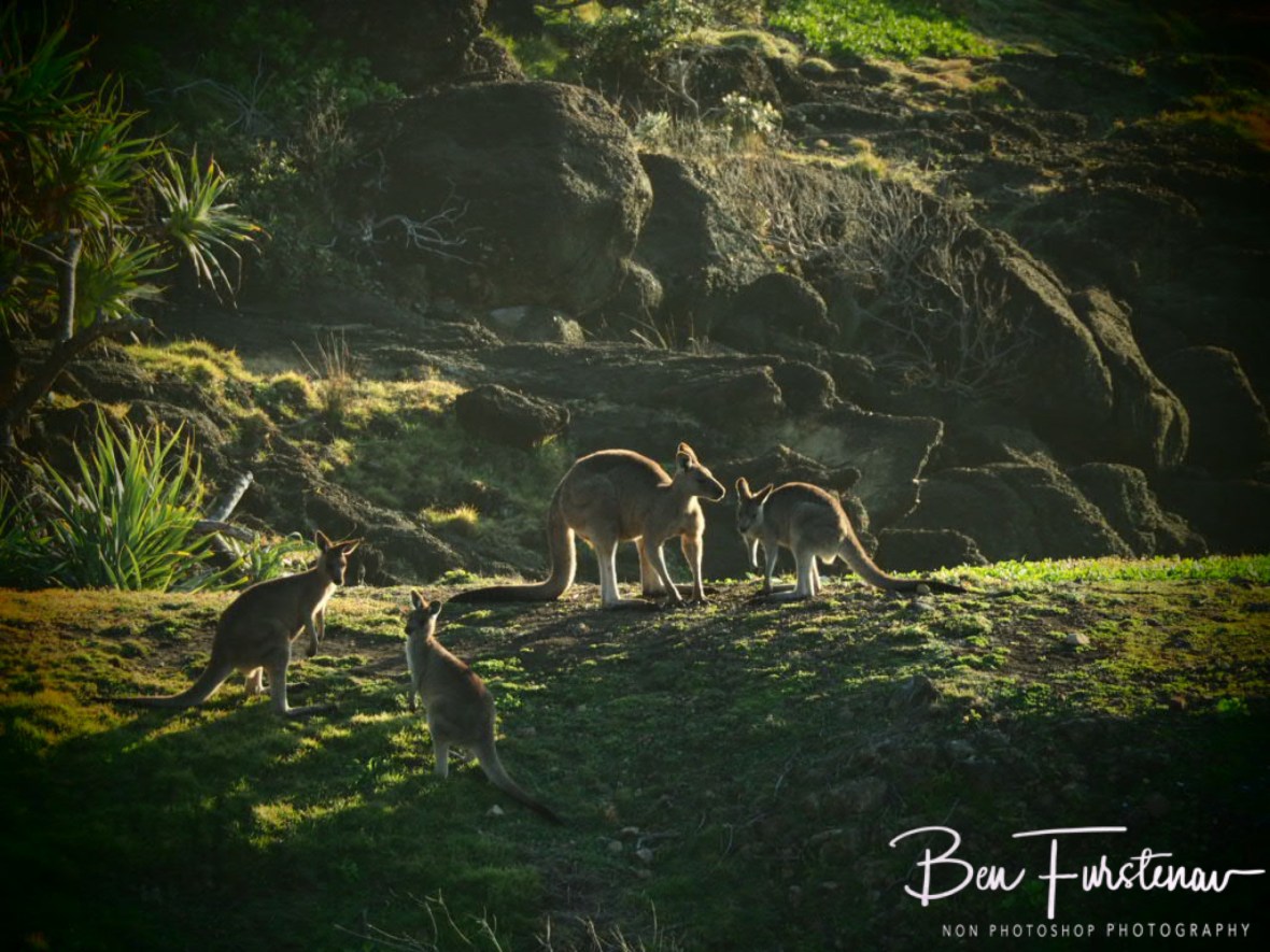 Green pastures at Kemp’s Corner @ Hat Head National Park, Northern New South Wales, Australia