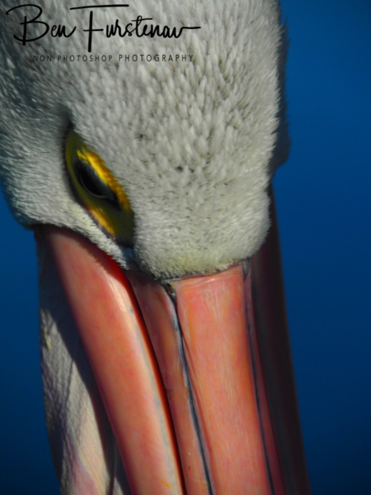 Close-up @ The Entrance, Central Coast, New South Wales, Australia