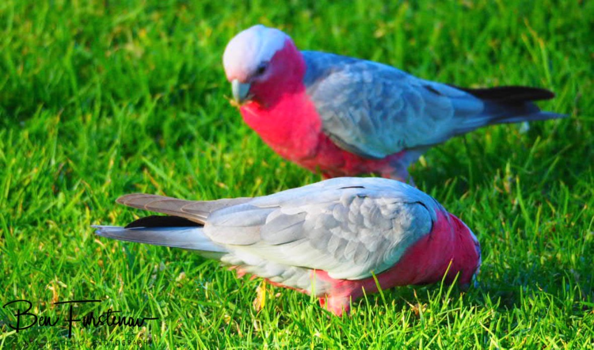 Playful @ Woolgoolga, Northern New South Wales, Australia