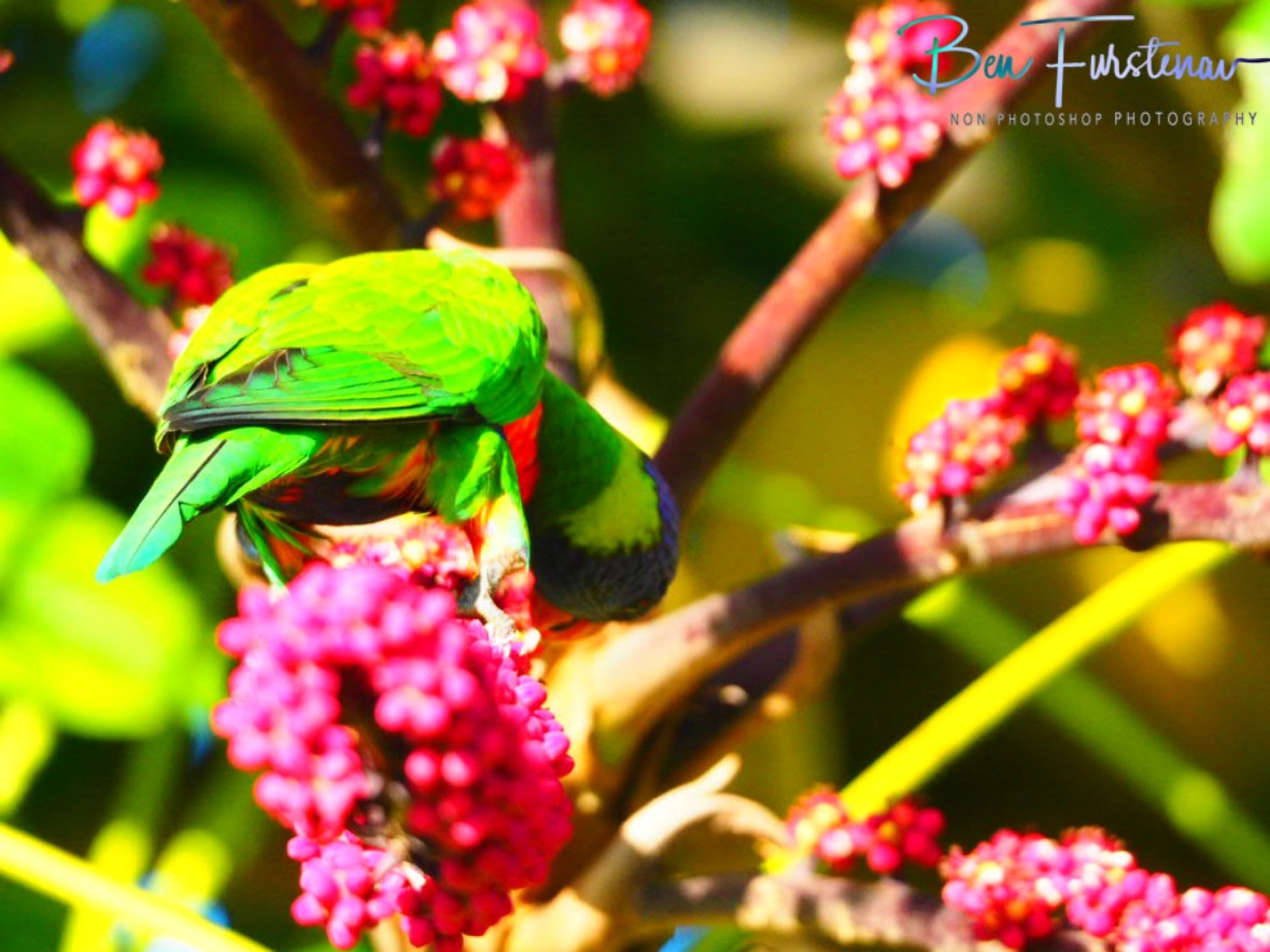 Different view @ Lismore, Northern New South Wales, Australia