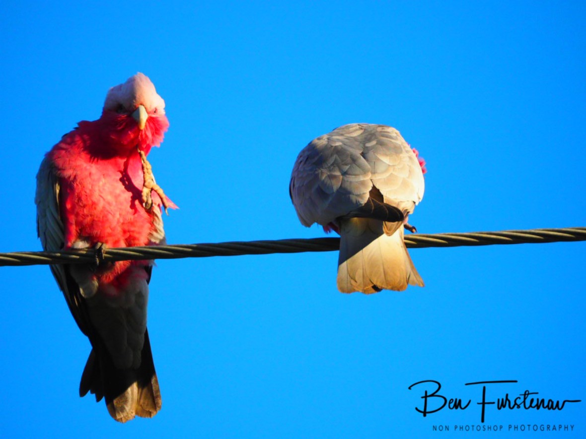 Mates for life @ Woolgoolga, Northern New South Wales, Australia