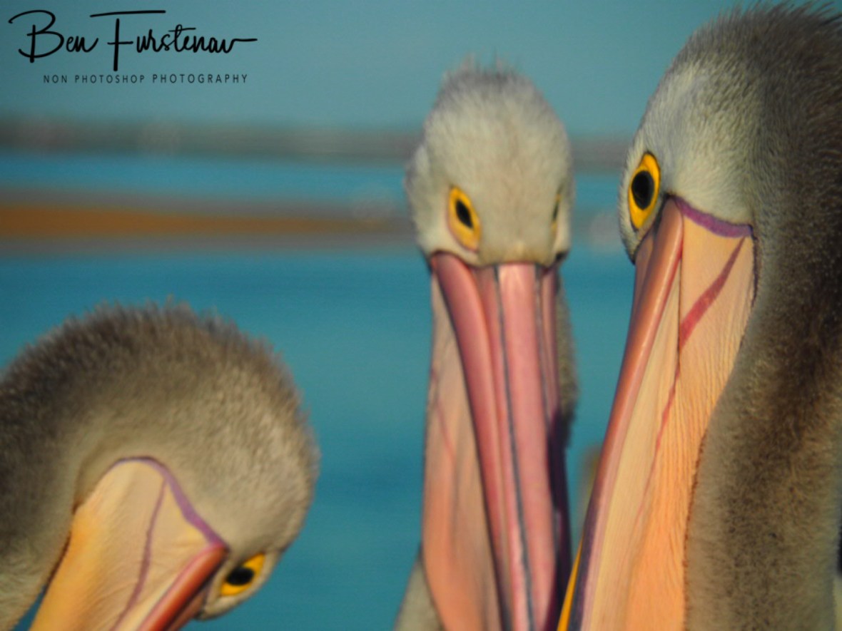 Signalling eyes @ The Entrance, Central Coast, New South Wales, Australia