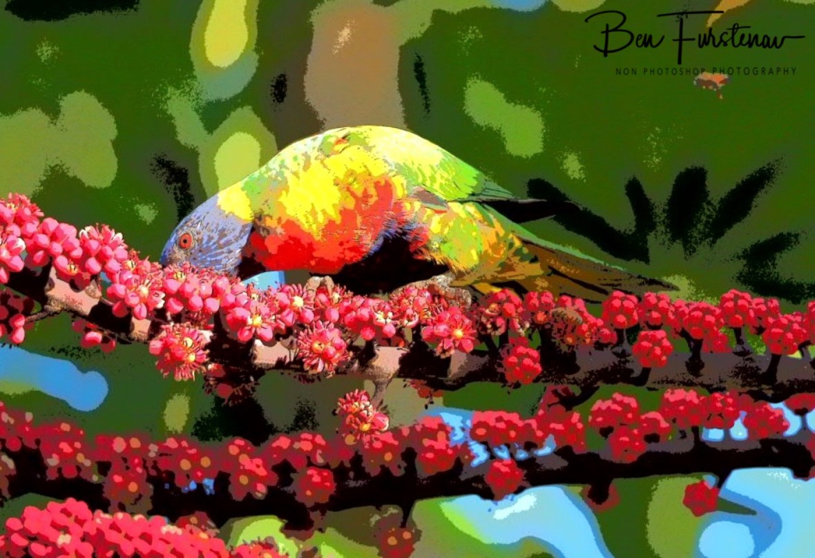 Rainbow appearance @ Lismore, Northern New South Wales, Australia