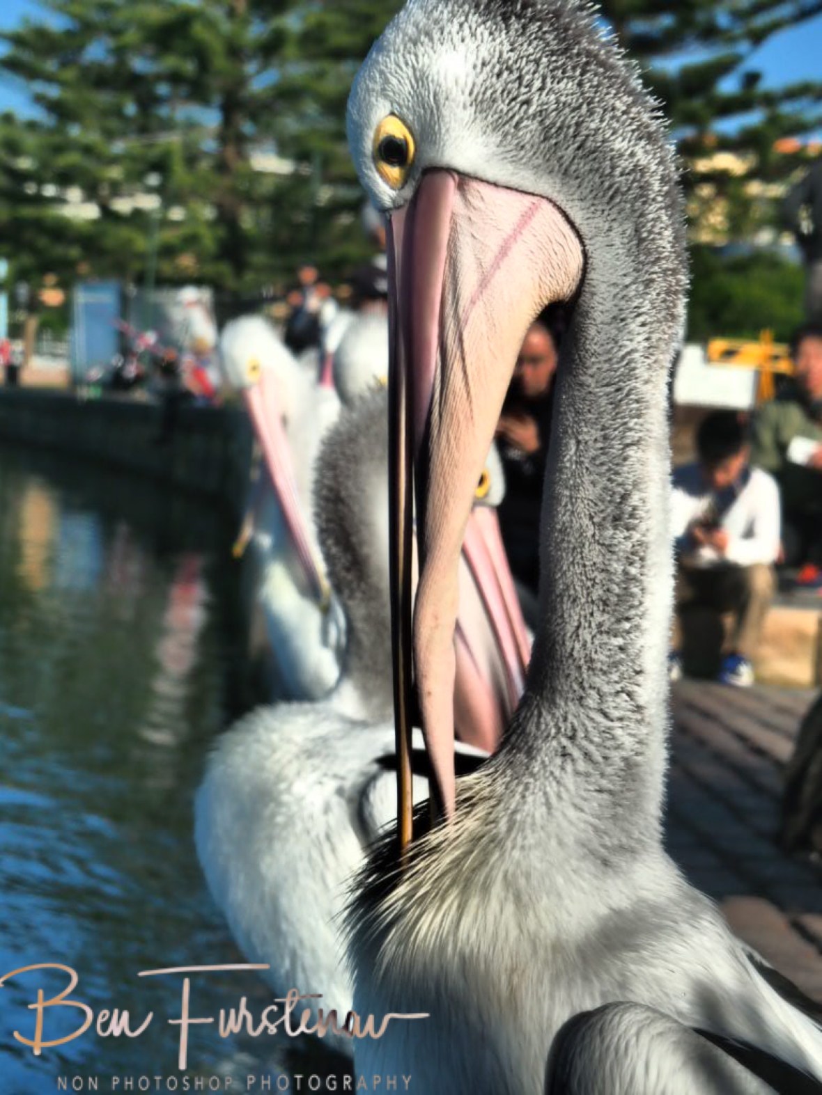 Cool pelican @ The Entrance, Central Coast, New South Wales, Australia