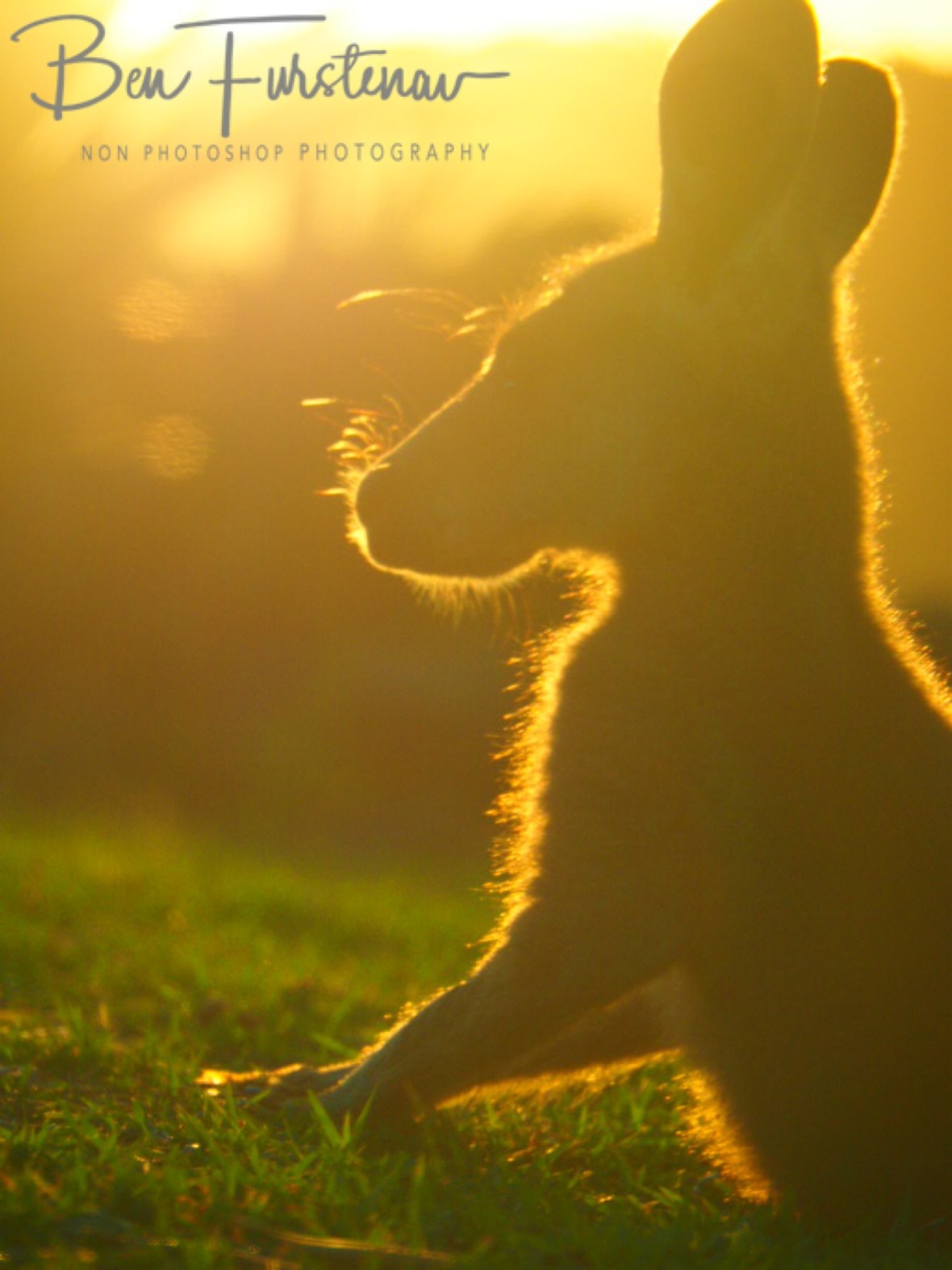Fine print against setting sunshine @ Woody Head, Northern New South Wales, Australia