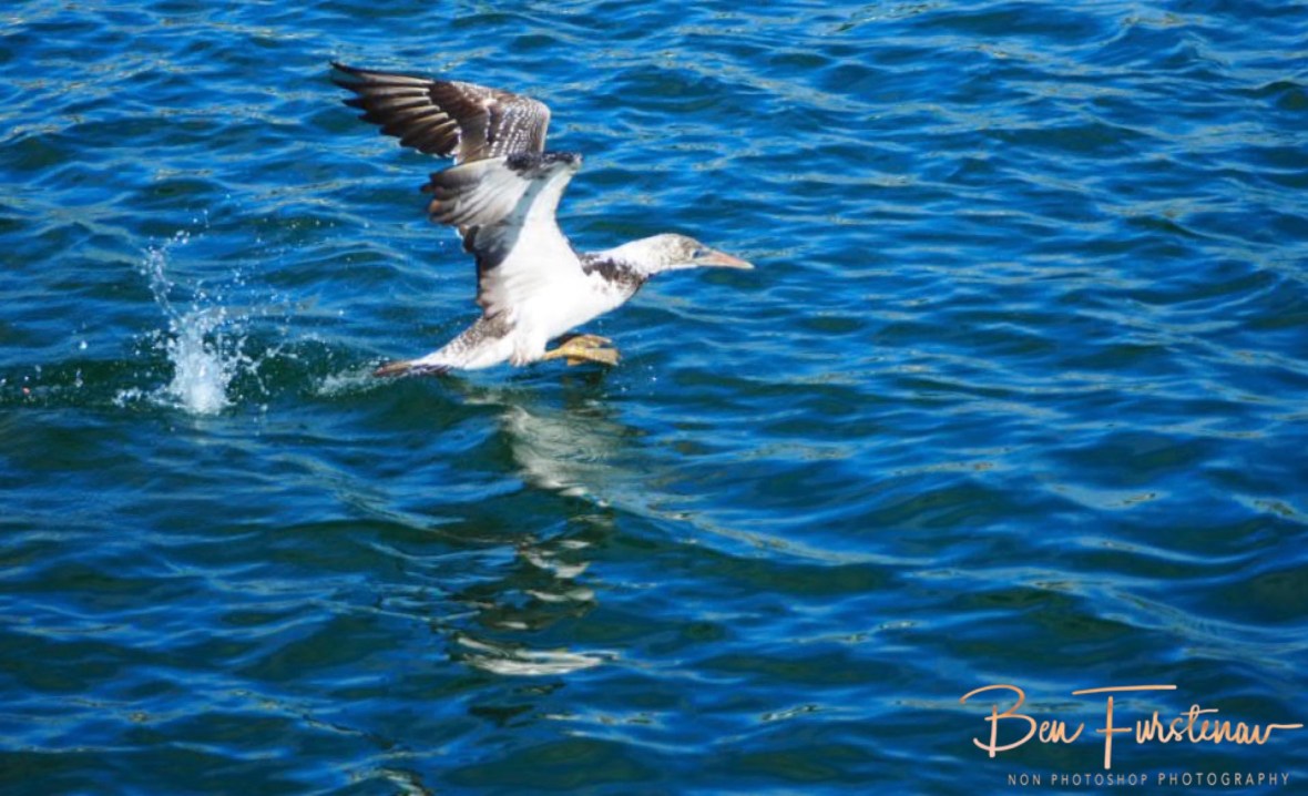 Hopping over waters @ Crowdy Head, Northern New South Wales, Australia