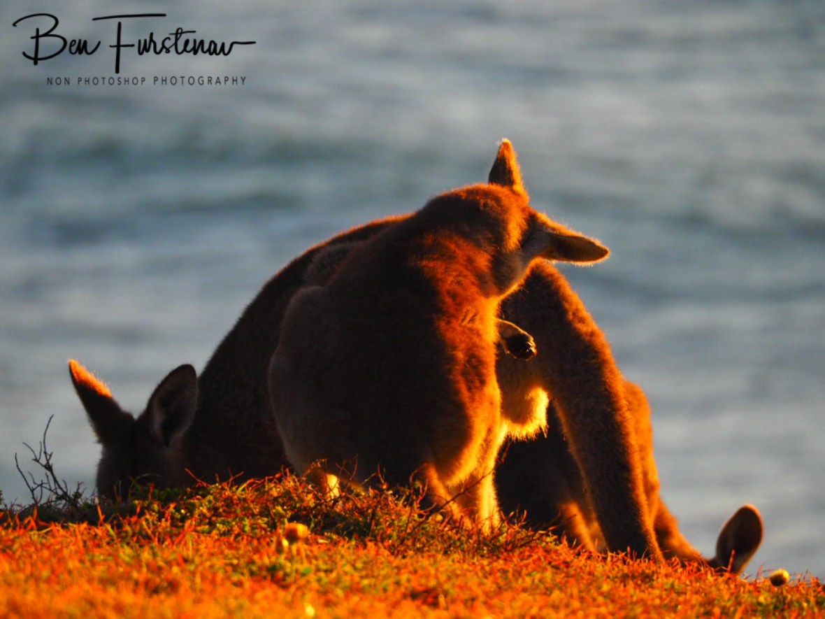 Stress free at Kemp’s Corner @ Hat Head National Park, Northern New South Wales, Australia