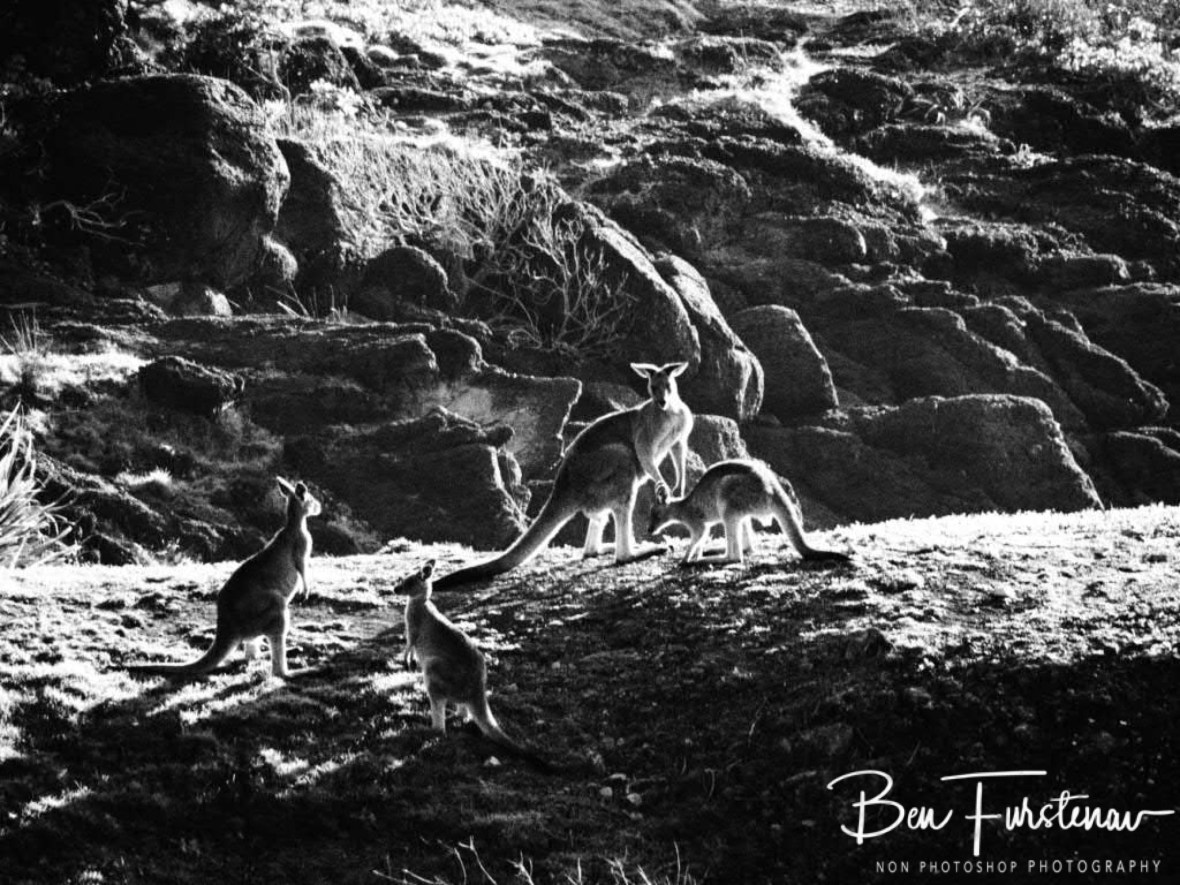 Kangaroos on the move @ Hat Head National Park, Northern New South Wales, Australia