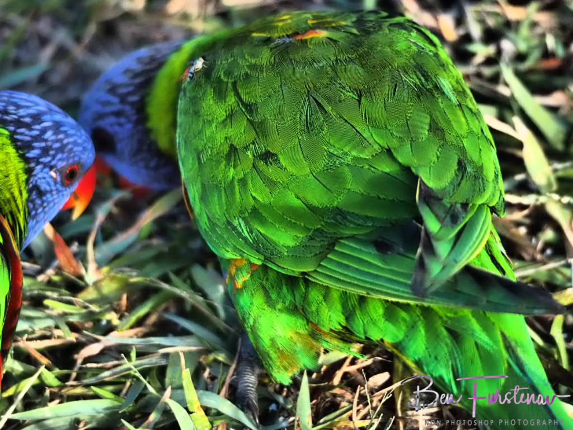 Feather view @ Hat Head, Northern New South Wales, Australia