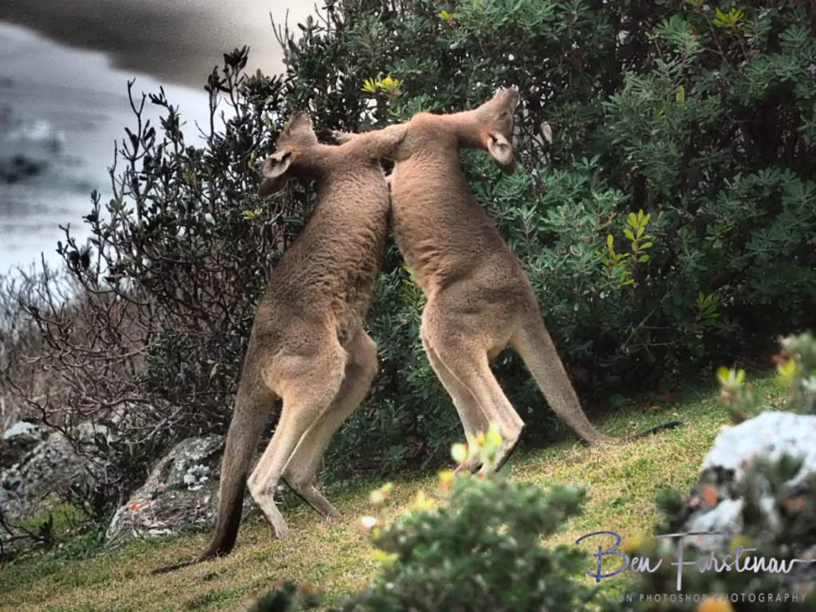 Neck on neck @ Hat Head National Park, Northern New South Wales, Australia