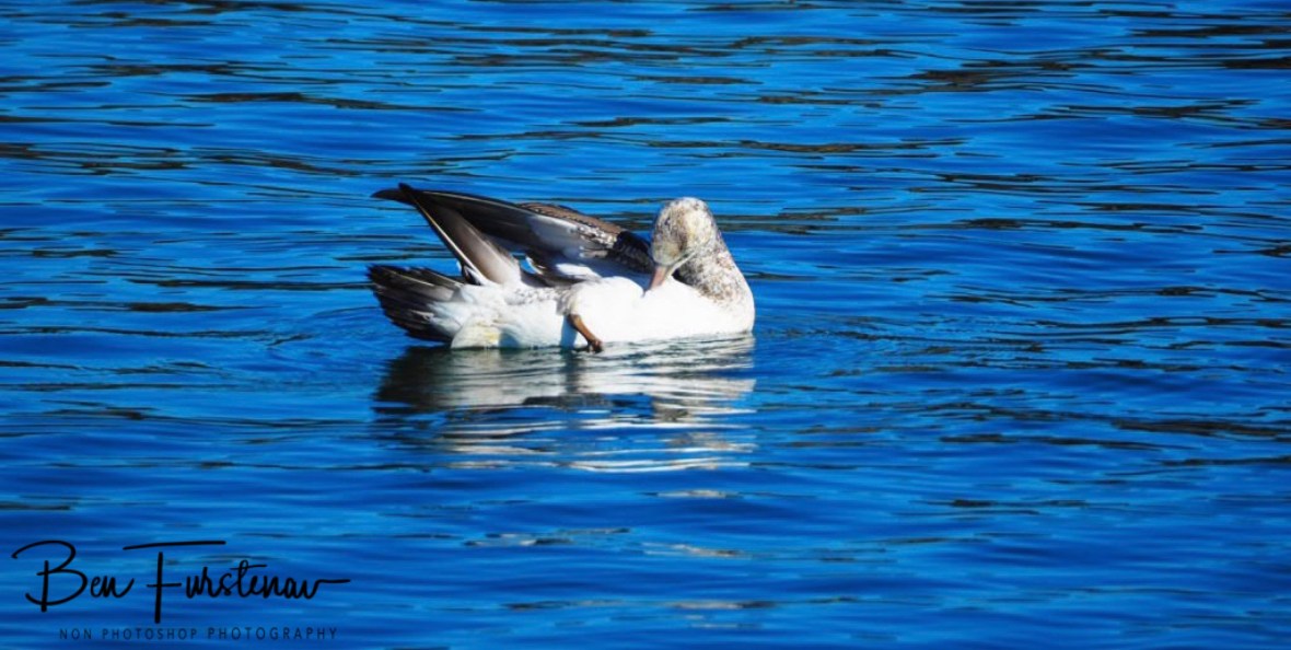 Cleaning protocol @ Crowdy Head, Northern New South Wales, Australia