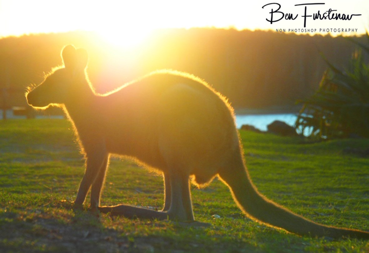 Turf life @ Woody Head, Northern New South Wales, Australia