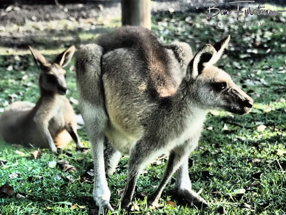 All ears up @ Woody Head, Northern New South Wales, Australia
