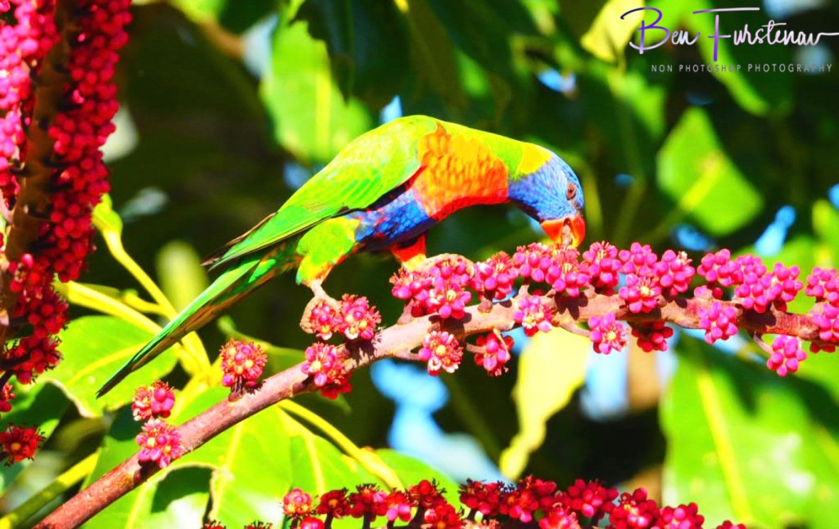 Sturdy @ Lismore, Northern New South Wales, Australia