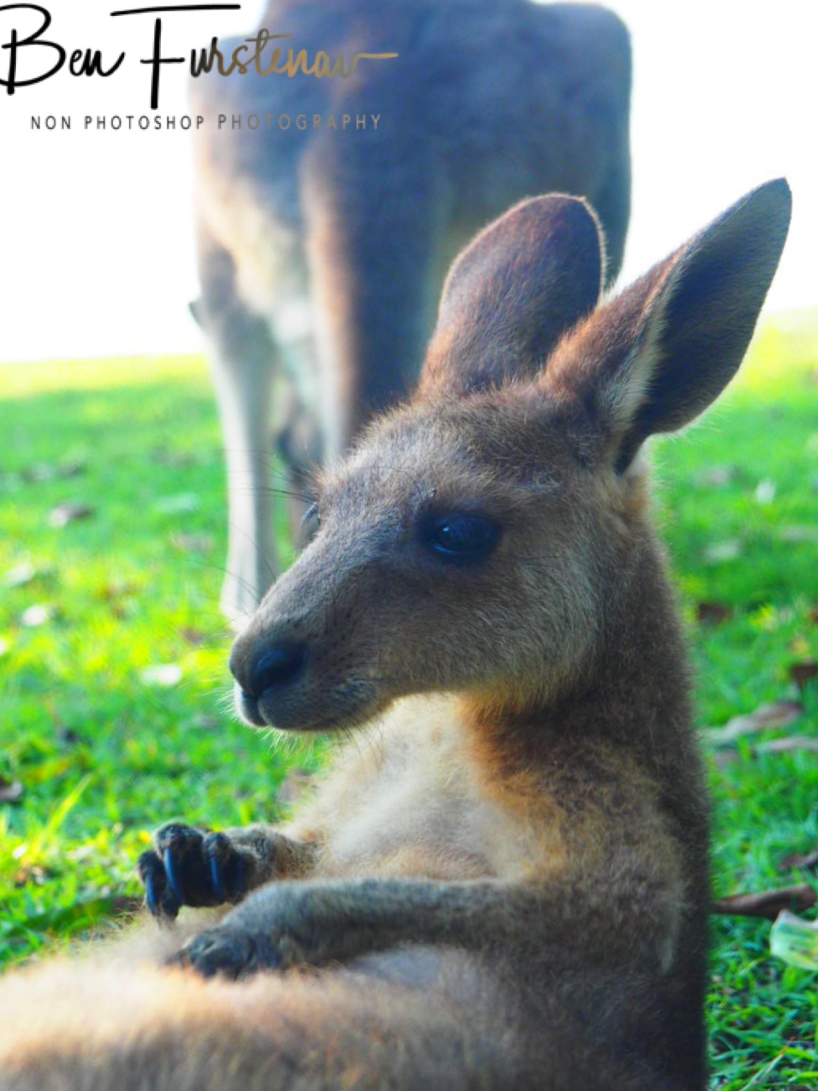 Double scratch @ Woody Head, Northern New South Wales, Australia