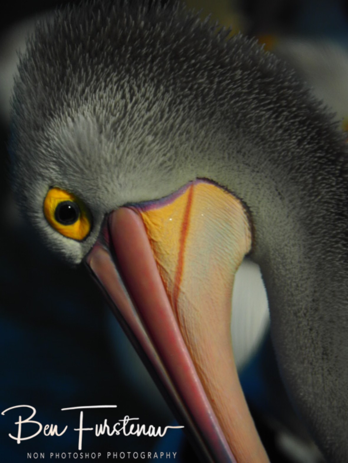 All spots covered @ The Entrance, Central Coast, New South Wales, Australia