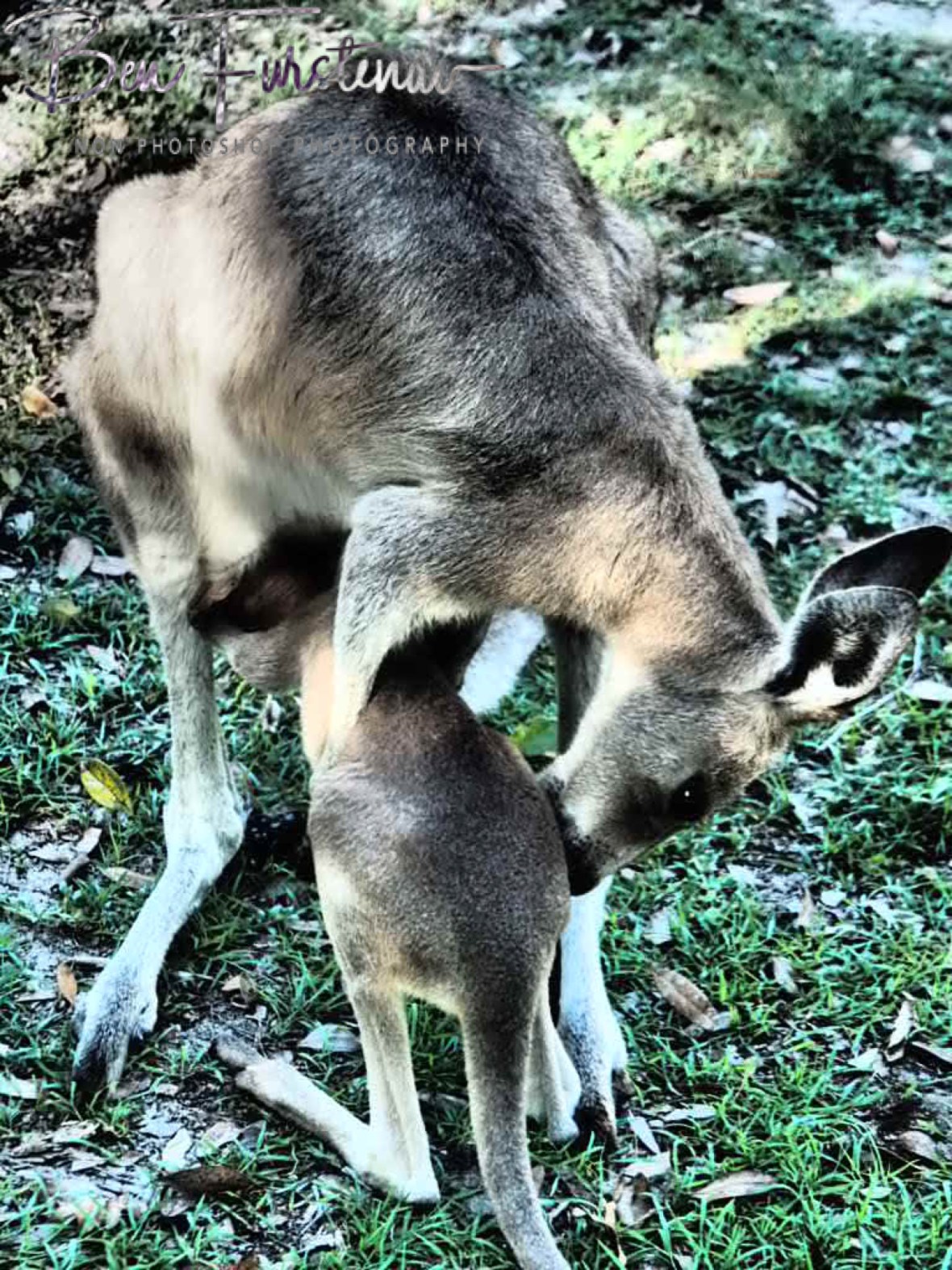 Caring roo mom @ Woody Head, Northern New South Wales, Australia