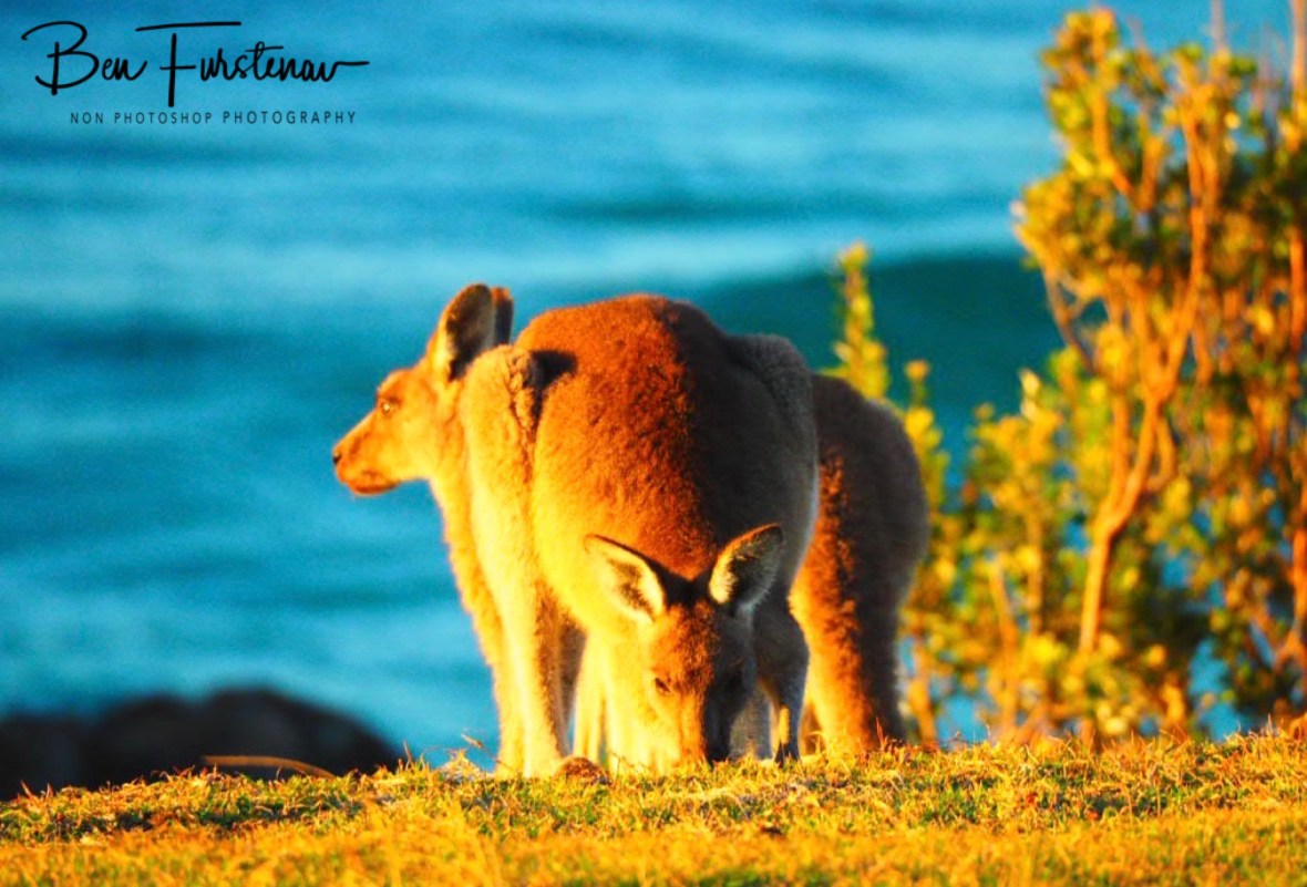 Bonding at Kemp’s Corner @ Hat Head National Park, Northern New South Wales, Australia