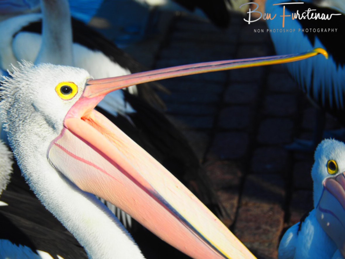 They’re here! @ The Entrance, Central Coast, New South Wales, Australia