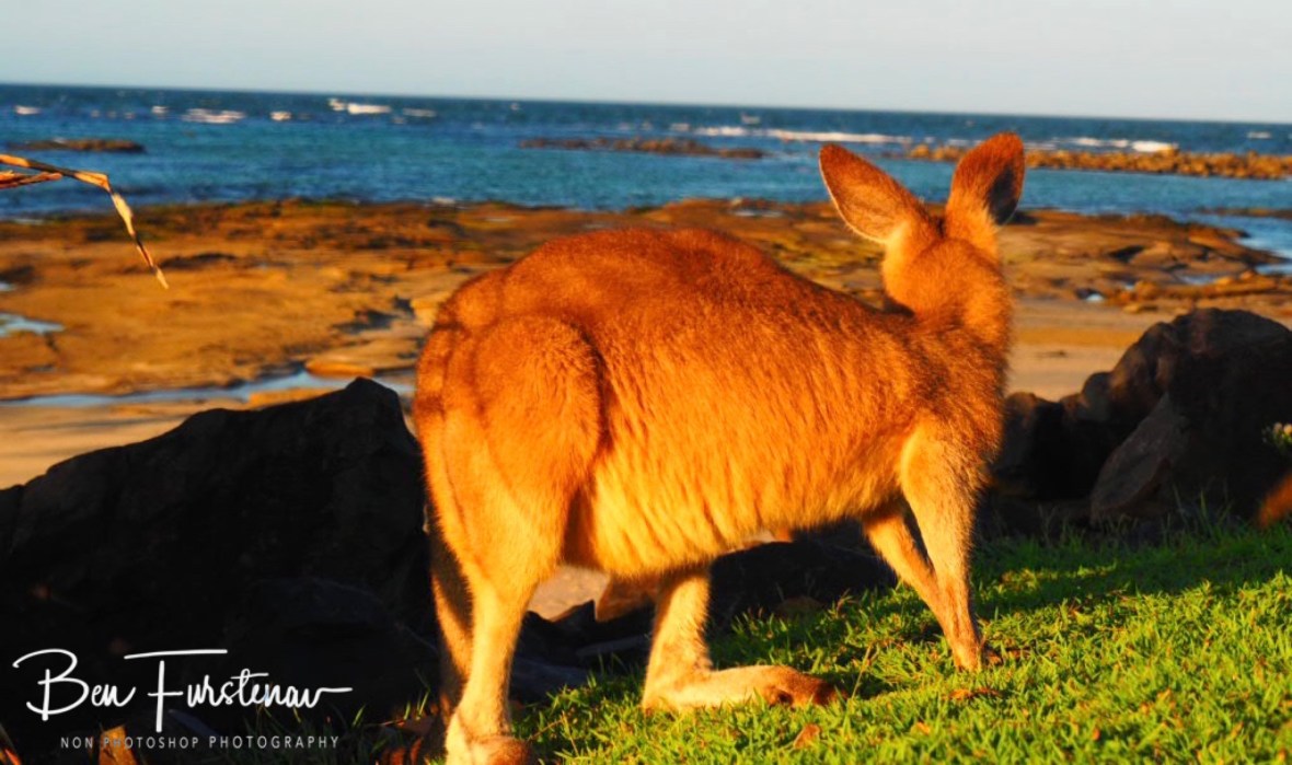 Perfect backdrop @ Woody Head, Northern New South Wales, Australia
