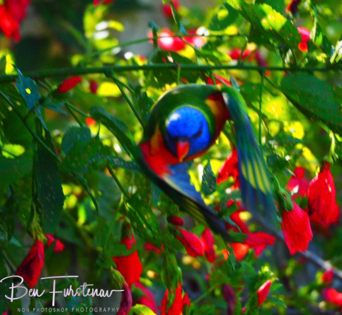 A rare success @ Coffs Harbour, Northern New South Wales, Australia